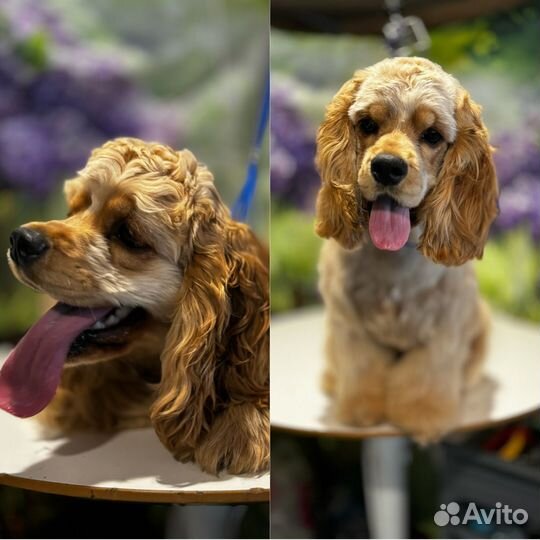 Груминг стрижка, окрашивание собак и кошек