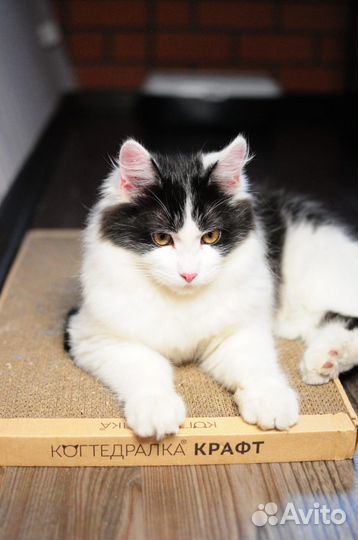 Отдаю чудесного котика в добрые руки