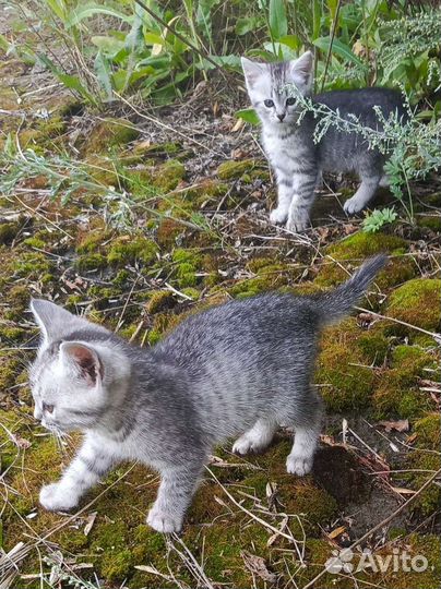 Котята мышеловы