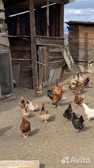 Молодые петухи