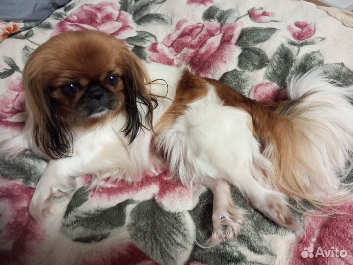 Щенки пекинеса