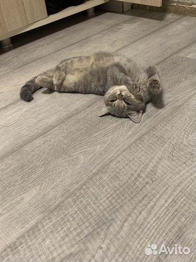 Шотландская