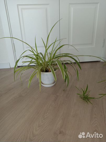 Хлорофитум