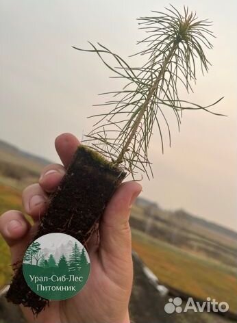 Зкс и окс Сосна Ель Лиственница сеянцы Голуб горн