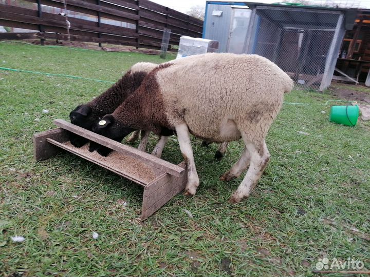 Баран дорпер