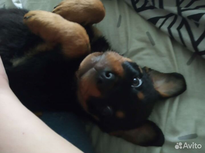 Щенки ротвейлера