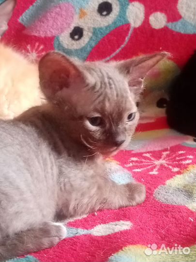 Котята донского сфинкса