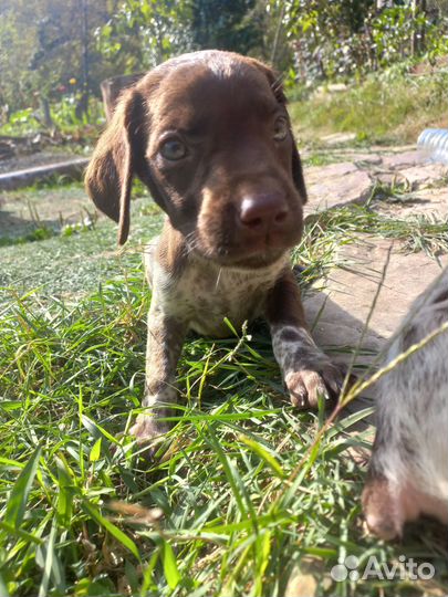 Щенки курцхаара