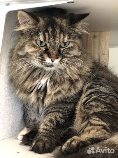 Красавица в добрые руки