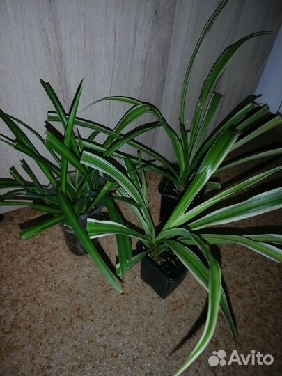 Хлорофитум