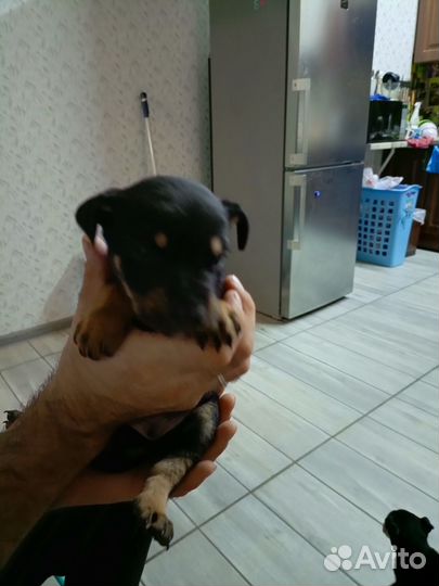 Лучший друг