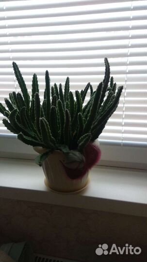 Стапелия цветущая