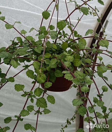 Плектрантус ампельный