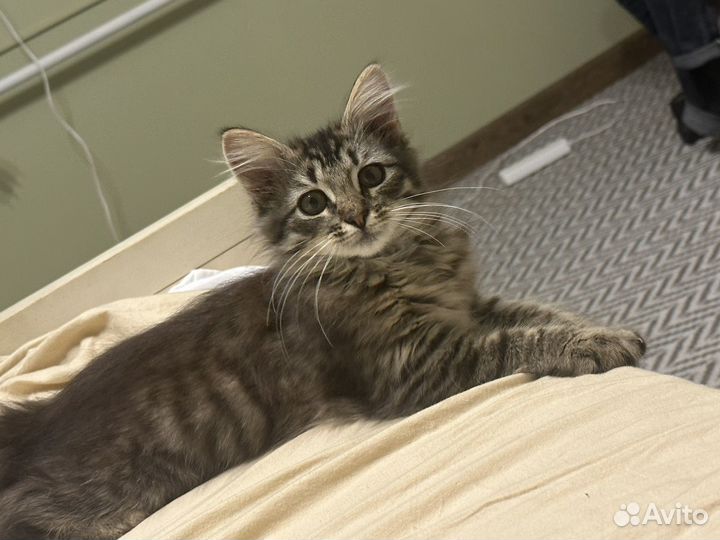 Котенок Бесплатно