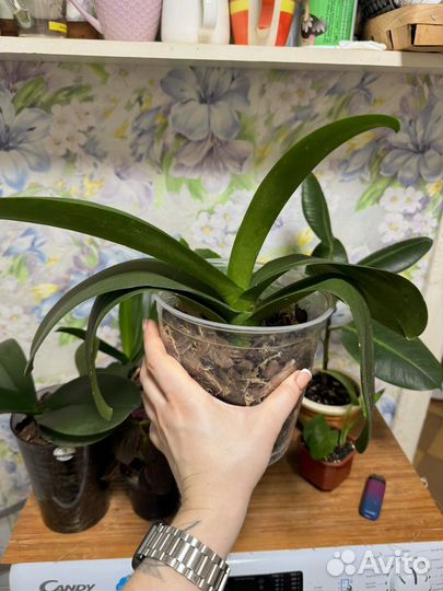 Орхидея фаленопсис