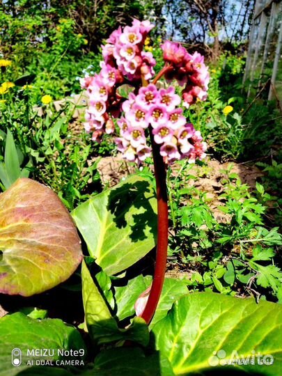 Бадан лечебн многолетка