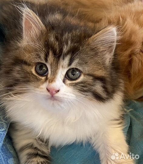 Трехцветные пушистые шотландские кошечки