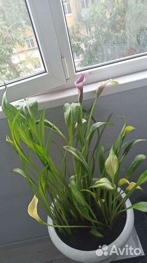 Комнатные цветы калла