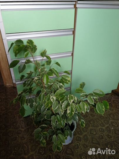 Фикус бенджамина пестролистный