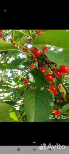 Саженцы инжира,виноград.гранат,вишня,грецкий орех