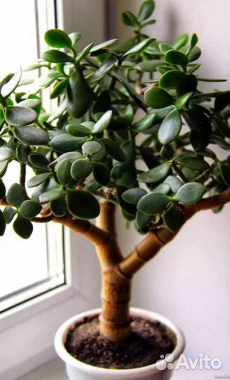 Толстянка-денежное дерево-отростки