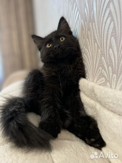 Котенок в добрые руки