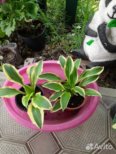 Многолетние садовые растения