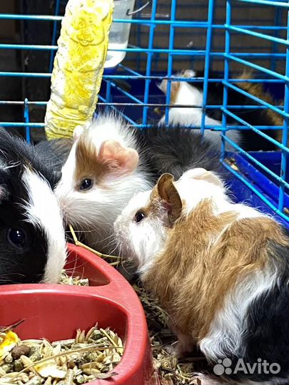 Морские свинки