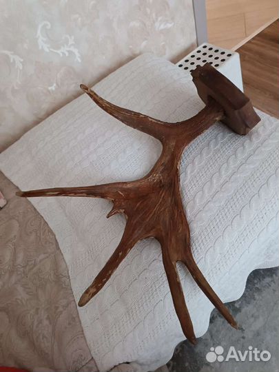 Продам рога лося