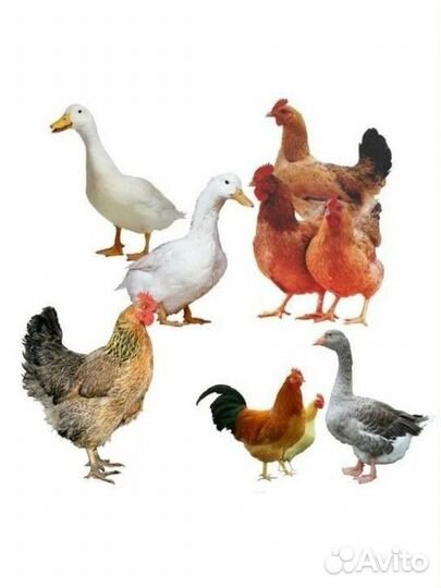 Куры утки гуси цыплята