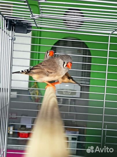 Птенцы зебровой амадины