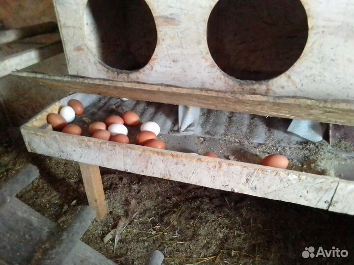 Гнезда для кур с яйцесборником