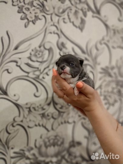 Щенки чихуахуа