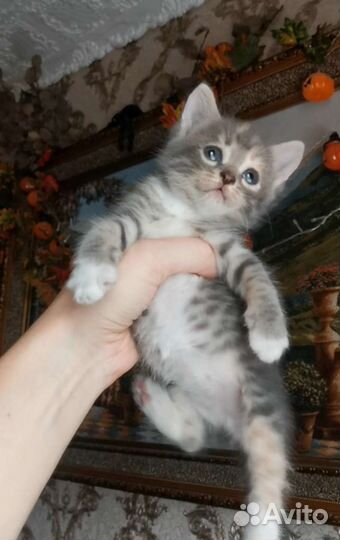 Малышка ищет дом