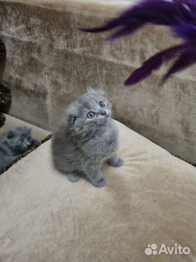 Вислоухий котёнок