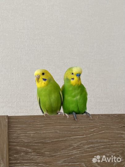 Два ручных волнистых попугая с клеткой