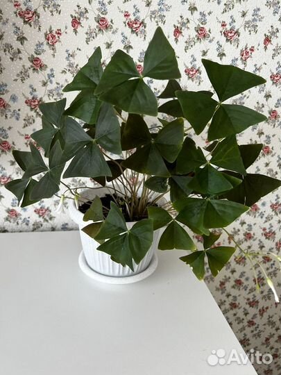 Кислица оксалис