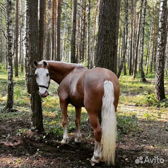Занятия по верховой езде