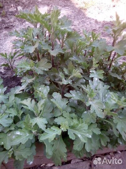 Цветы садовые