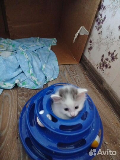 Отдам котят в добрые руки