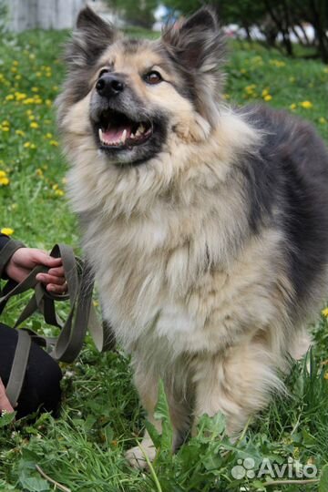 Барон из приюта ищет дом, находится в приюте