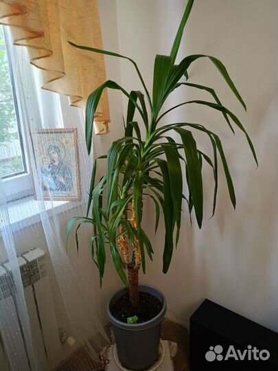 Комнатные растения цветы большие