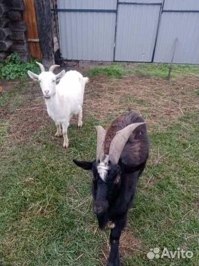 Коза и козёл