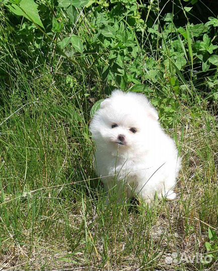 Щенки Шпица