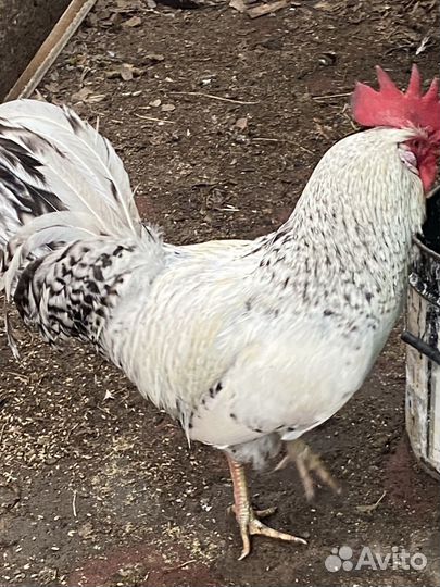 Молодые петухи