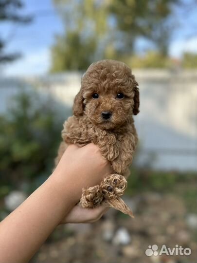 Той пудель мини