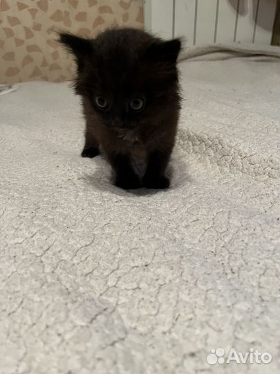 Кошки