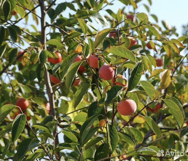 Хурма морозостойкая, редкие сорта, семена