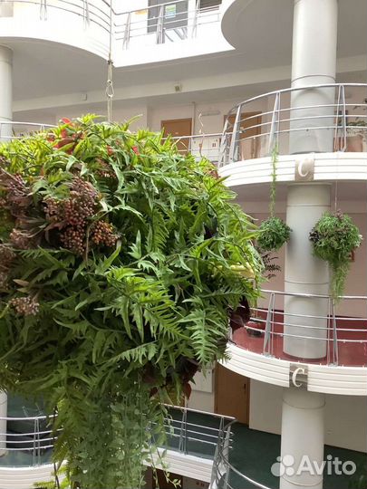 Искусственные цветы самшит кокедама подвес кашпо