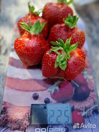 Рассада клубники,Малины.Ягода Клубника Домашняя